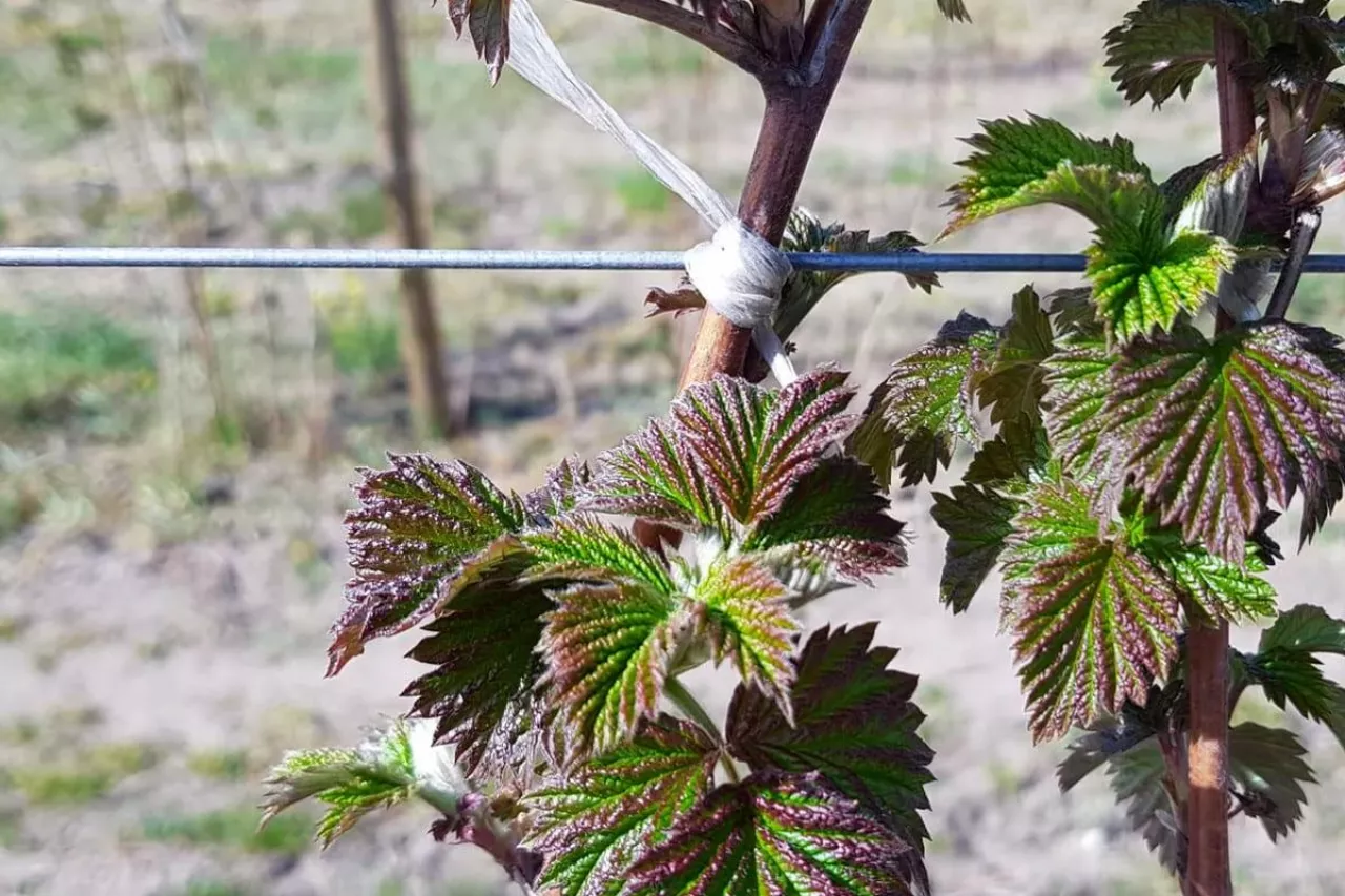 malina komunikat sadowniczy