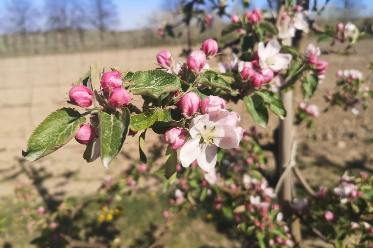 komunikaty sadownicze 2020