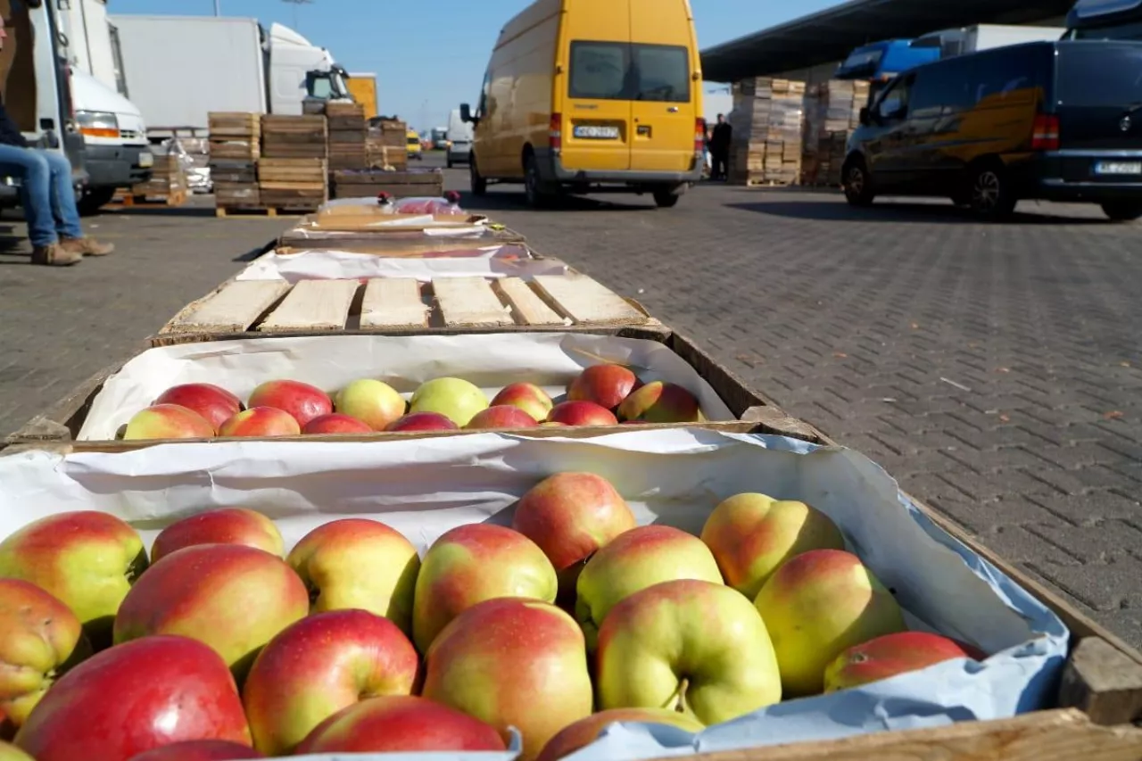 ceny jabłek na broniszach