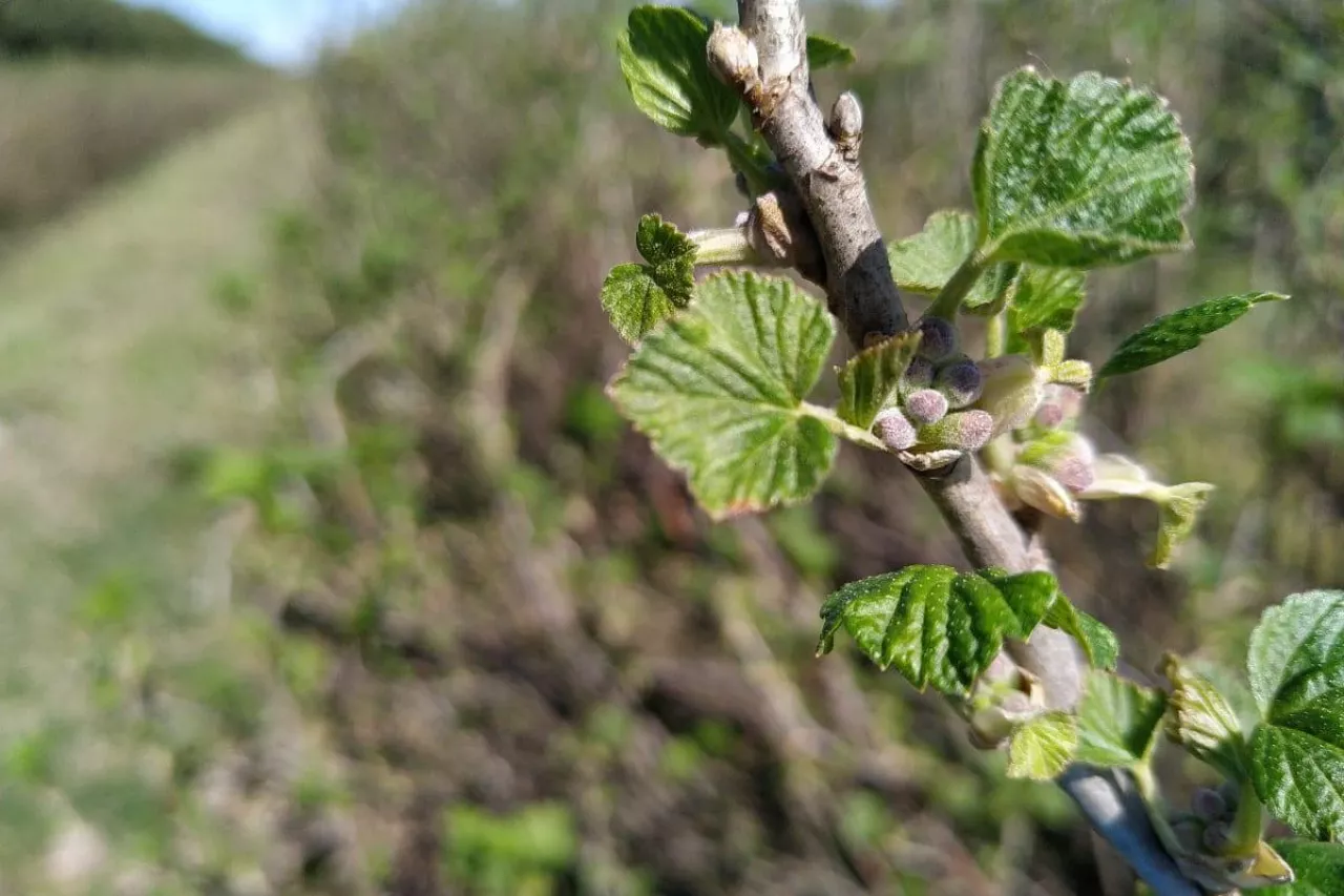 komunikat jagodowy procam