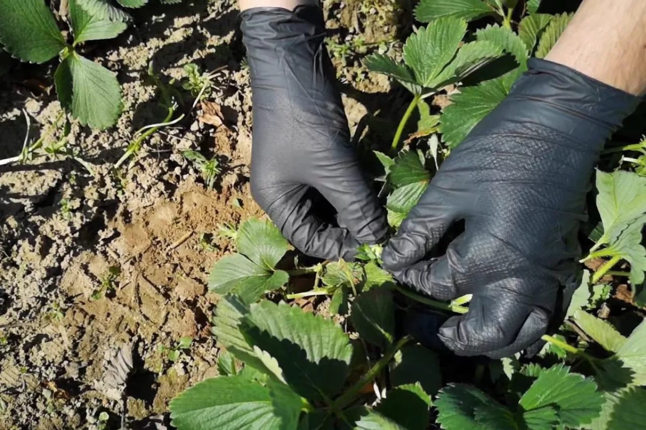 komunikat sadowniczy