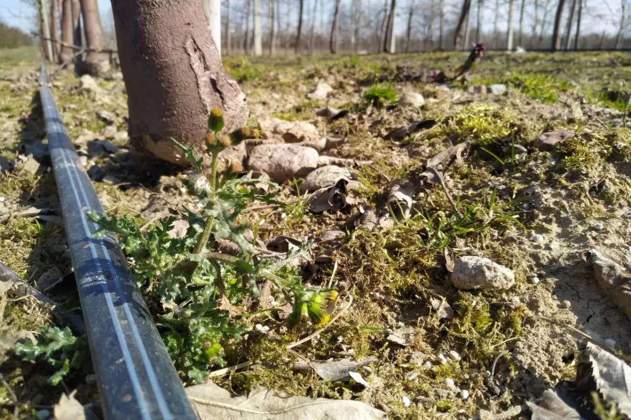 ekologiczny środek na chwasty effect 24h