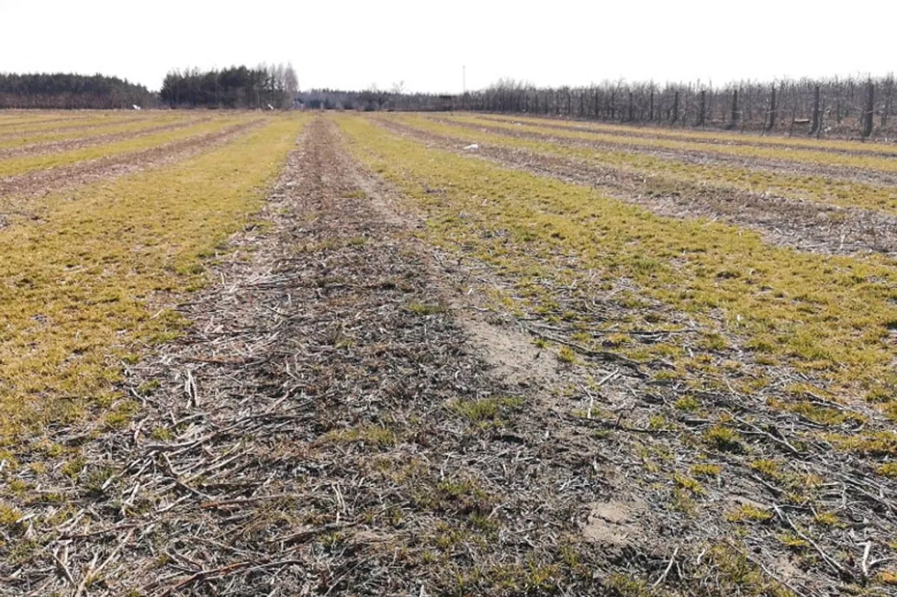 plantacja-maliny-jesiennej-marzec-2020