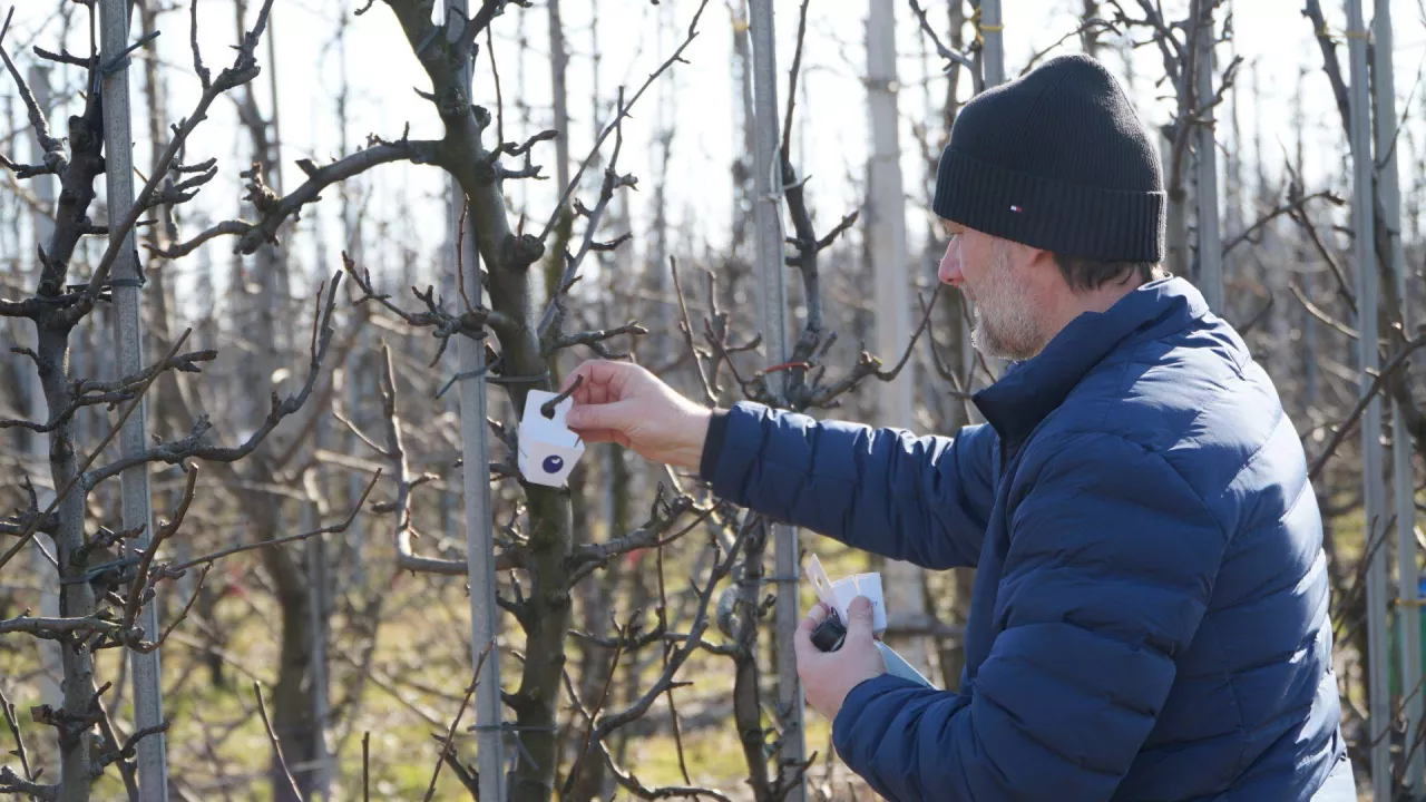 dziubałek nadrzewny