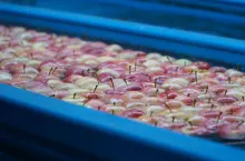 polskie jabłka w Egipcie