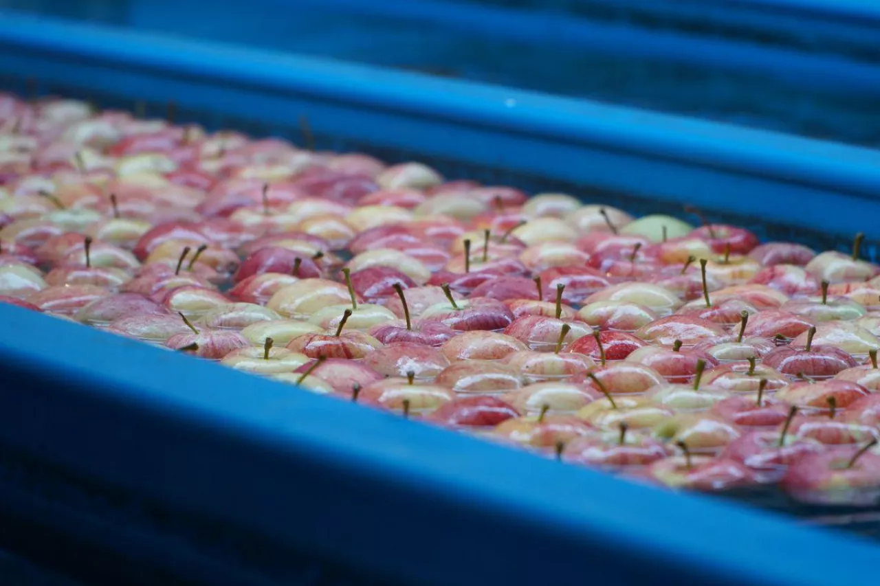 polskie jabłka w Egipcie