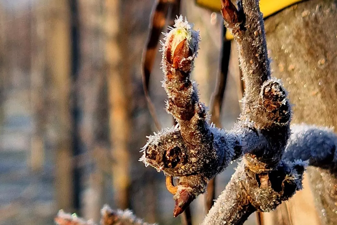 powrót nocnych przymrozków