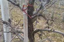 choroby kory i drewna na gali