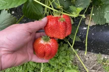 Odmiana Alba - jedna z najwcześniejszych odmian truskawki