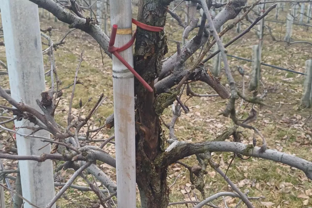 choroby kory i drewna na gali