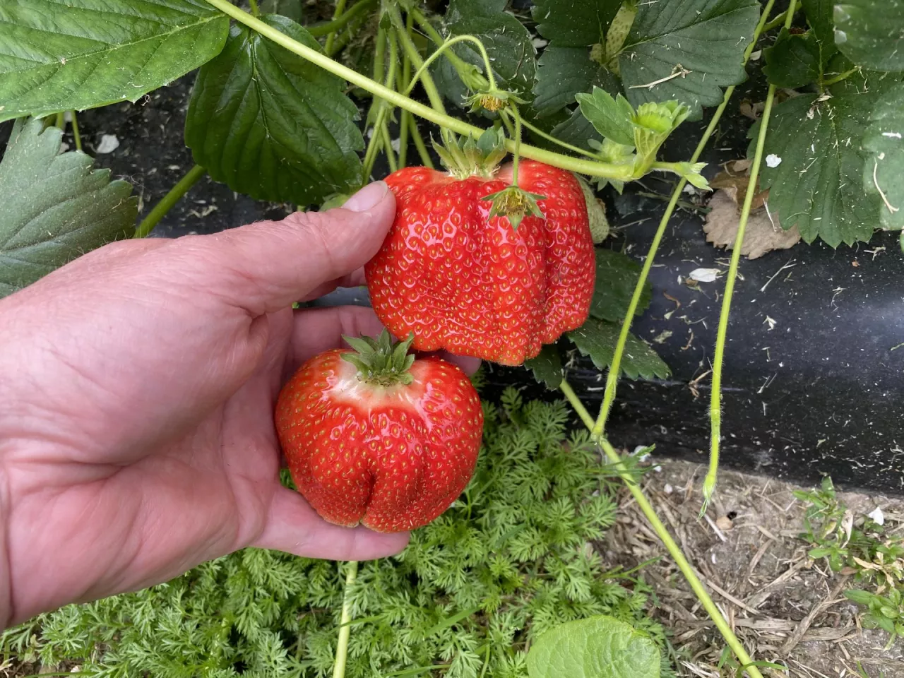 Odmiana Alba - jedna z najwcześniejszych odmian truskawki