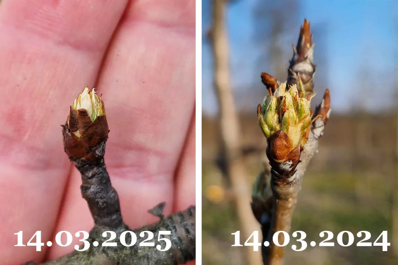 porównanie wegetacji w sadach gruszowych