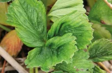 Efekty żerowania roztocza truskawkowca