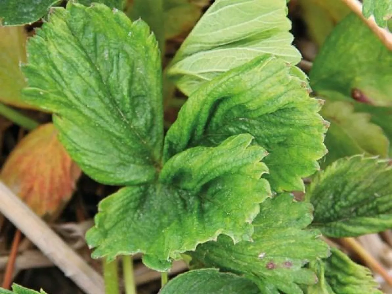 Efekty żerowania roztocza truskawkowca