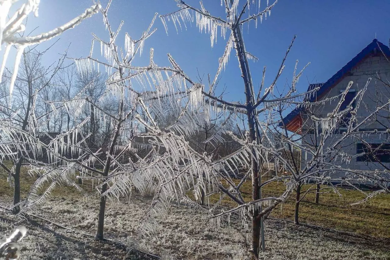 zraszanie przymrozek