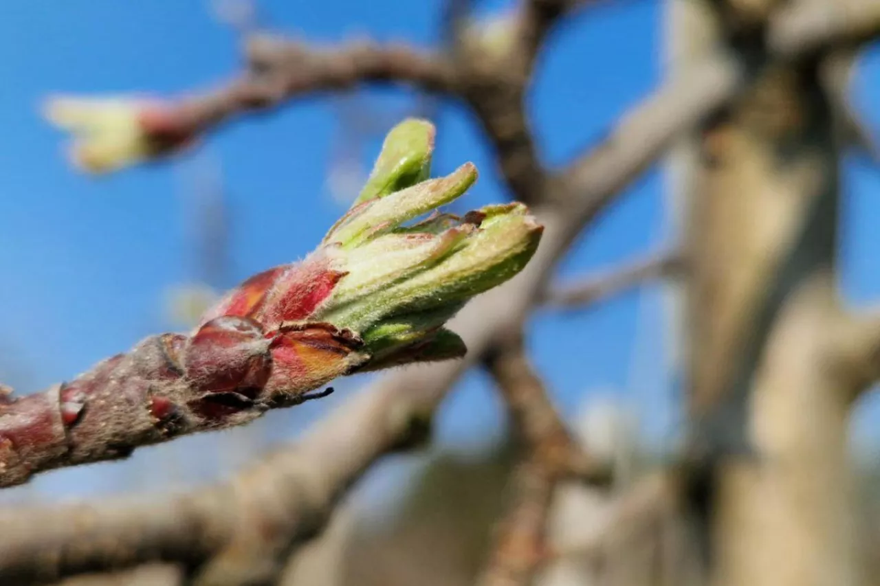 zabiegi miedziowe 2025