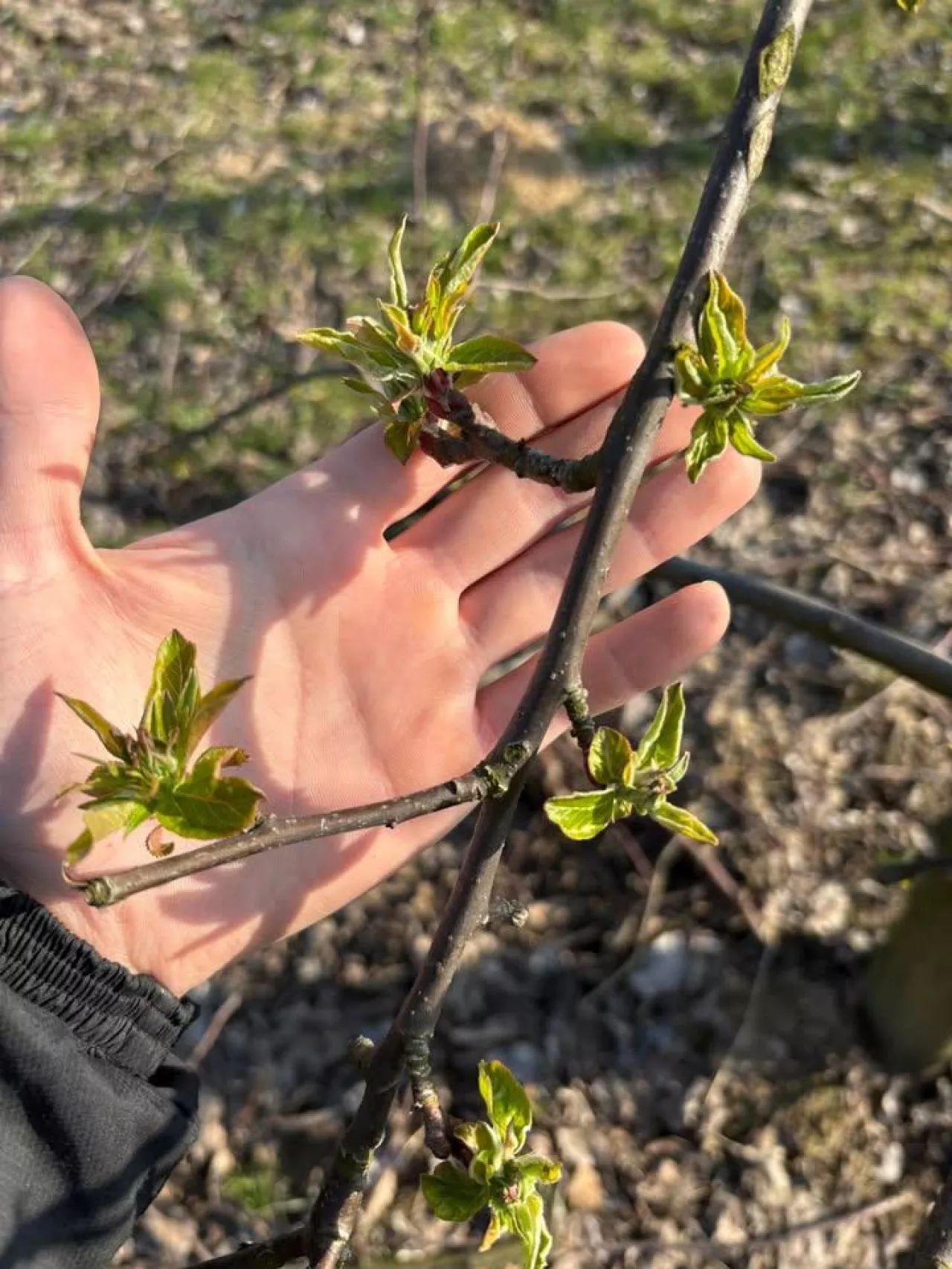 Ligol. Zdjęcie od Czytelnika, pana Radka. Okolice Kazimierza Dolnego