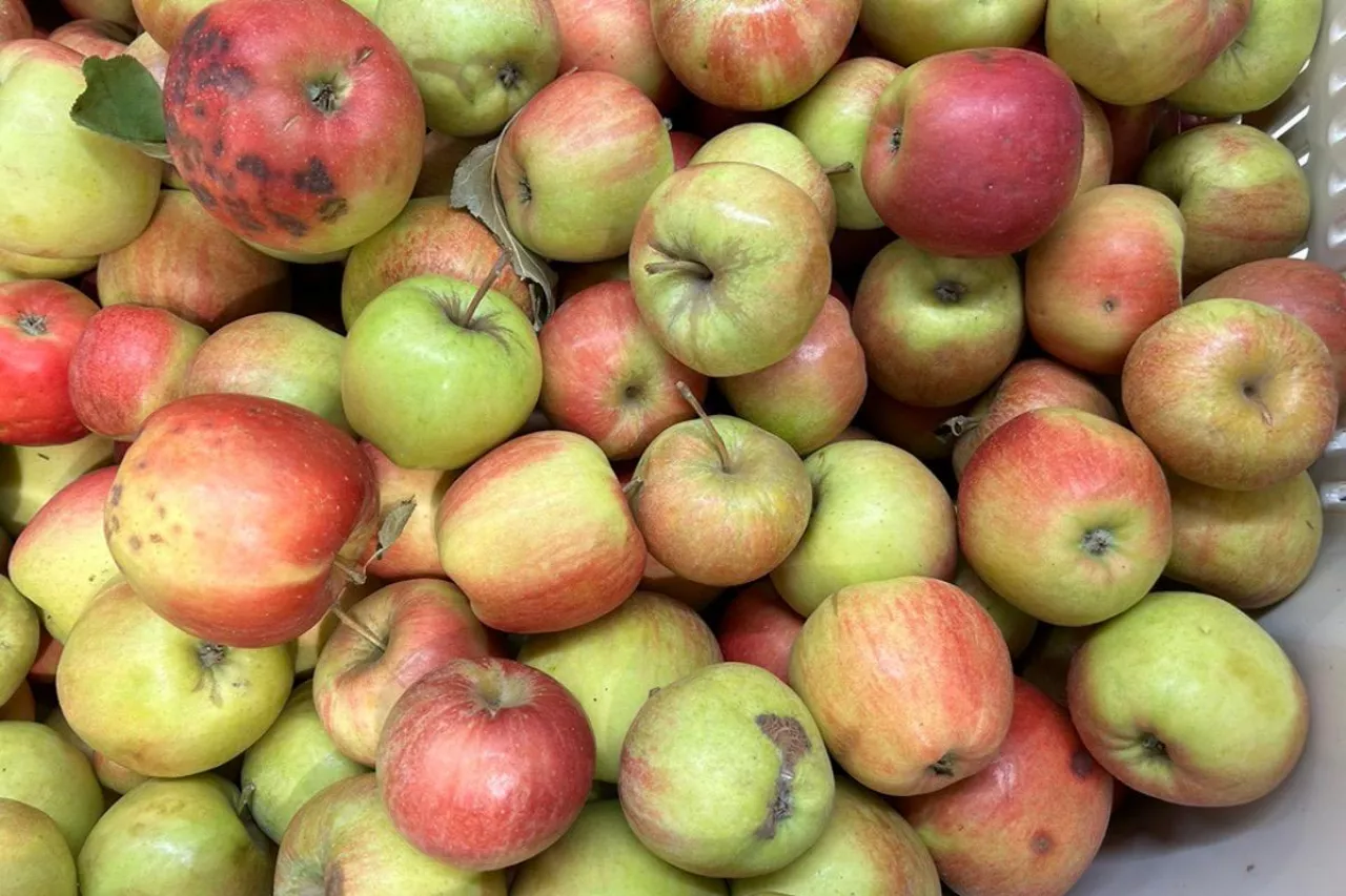 jabłka przemysłowe ze skrzyń