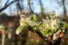 przymrozki wiosenne 2025