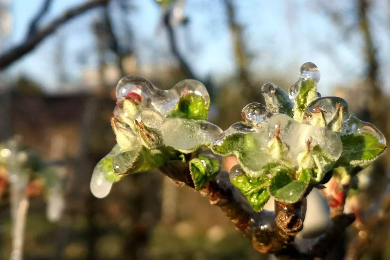 przymrozki wiosenne 2025