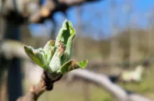 start sezonu w sadach