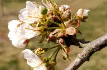 jak chronić sad przed przymrozkami