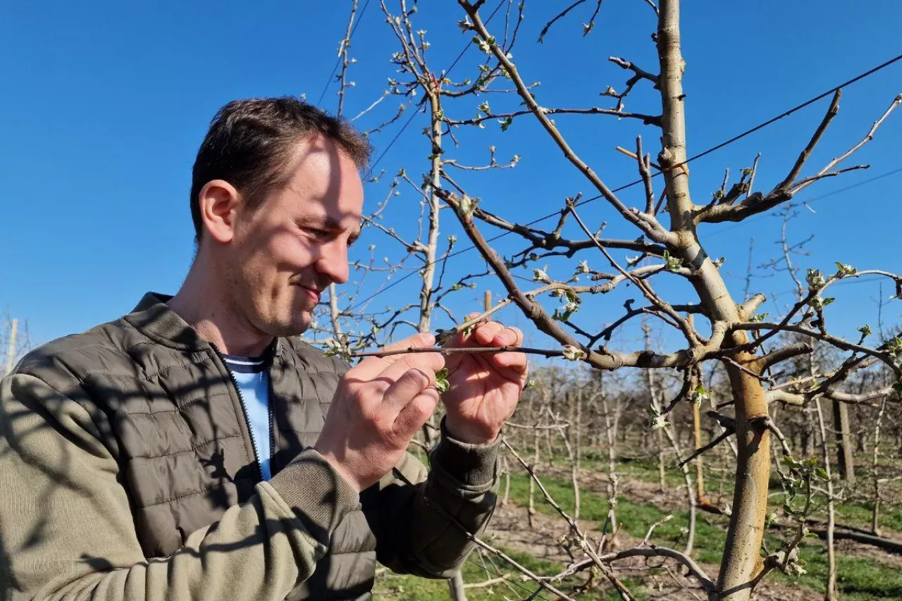 komunikat sadowniczy mateusz nowacki