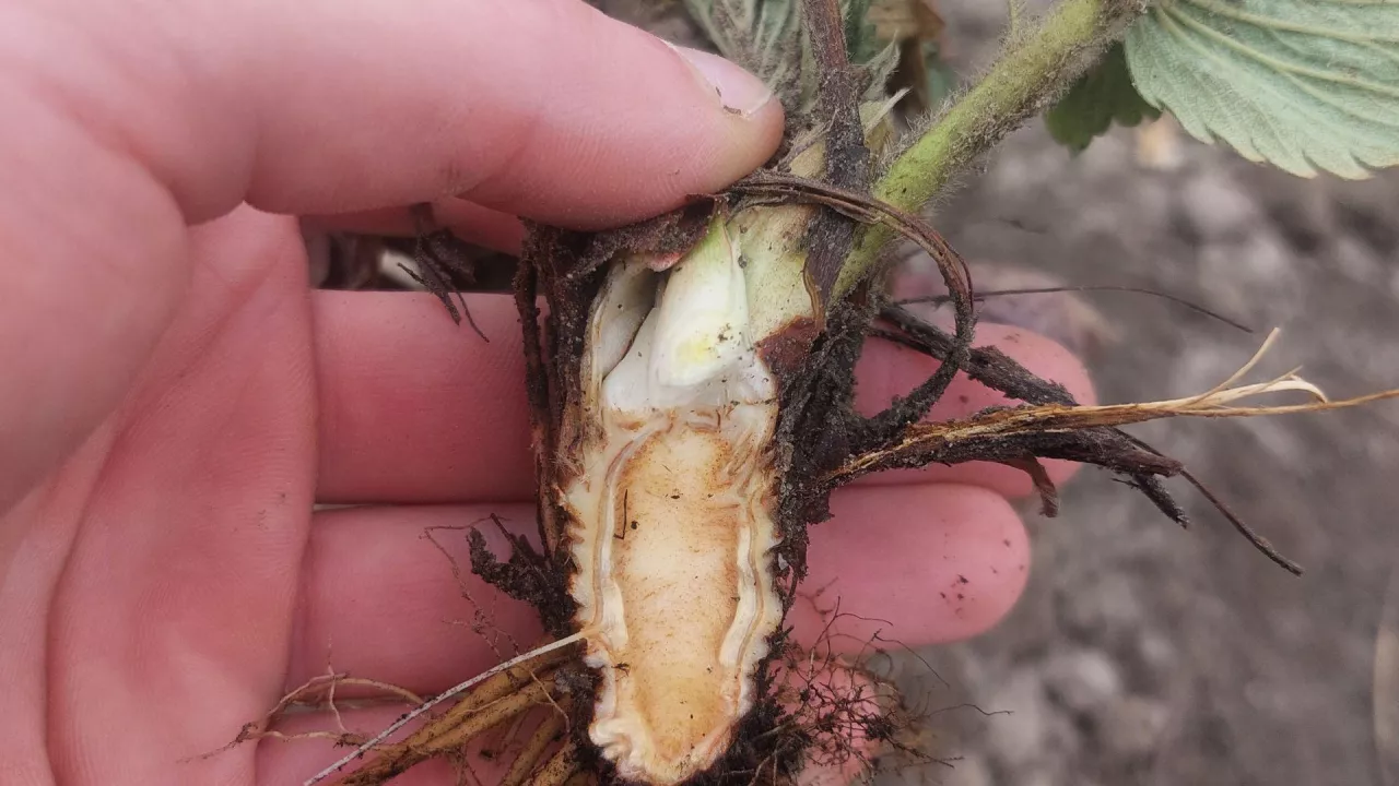 uszkodzenia mrozowe na plantacjach truskawek