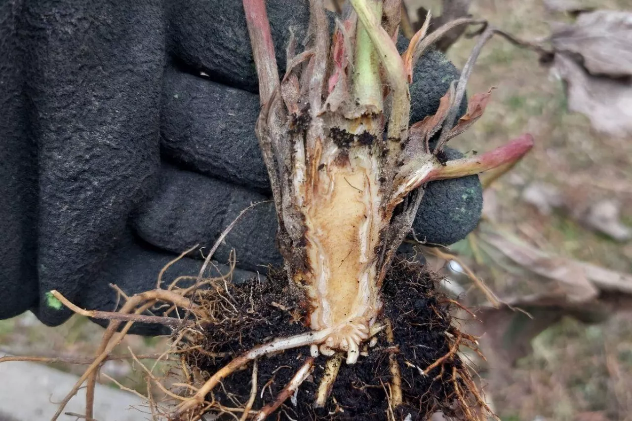 regeneracja uszkodzeń przymrozkowych