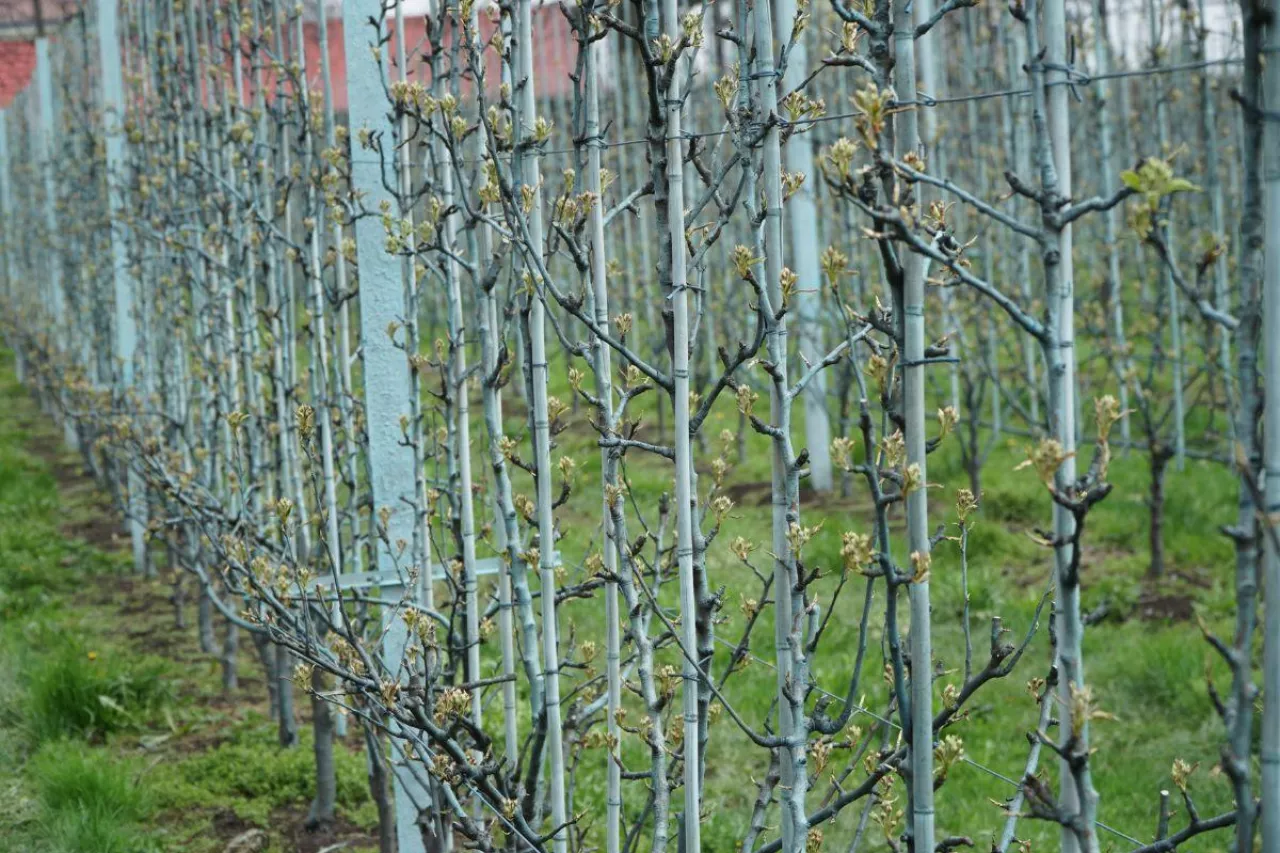 nawożenie grusz żelazem