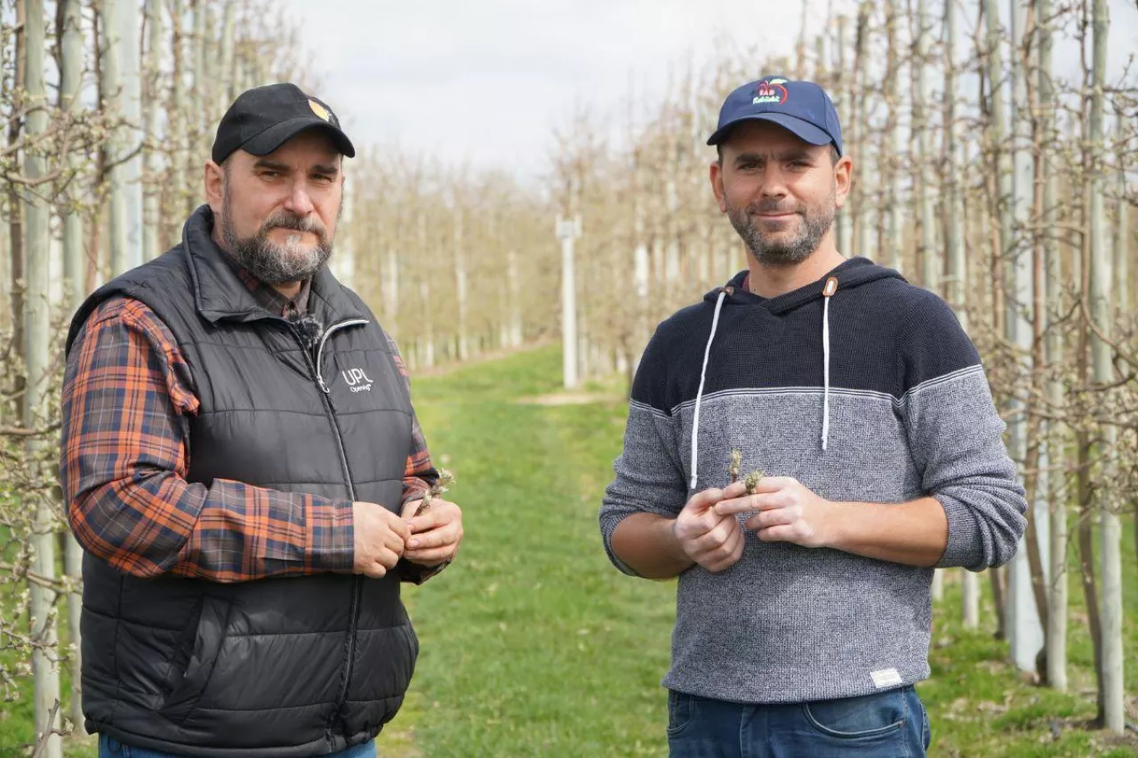 pierwsze zabiegi w sadach