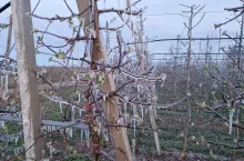 zraszanie przymrozek