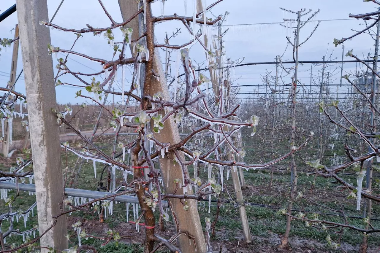 zraszanie przymrozek