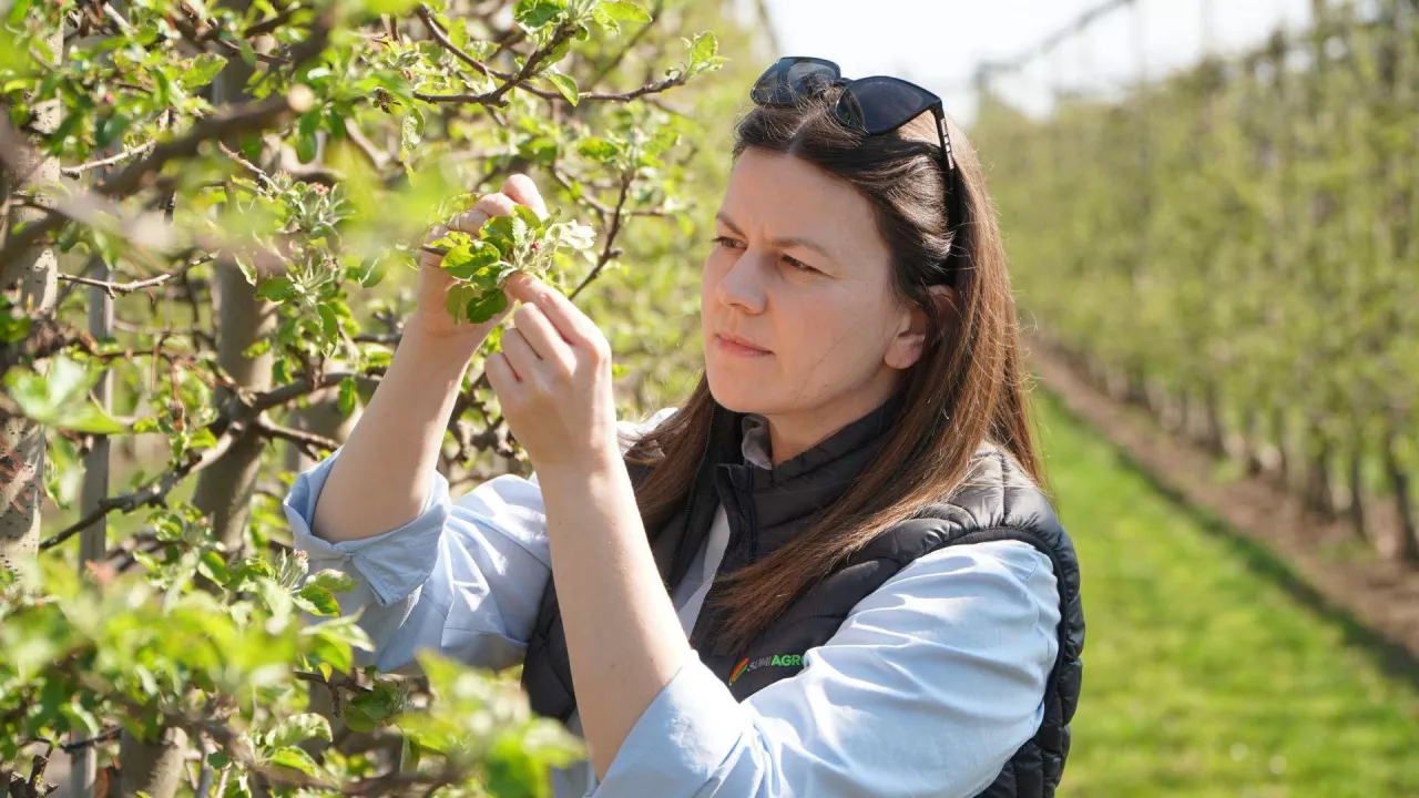 zwalczanie pordzewiacza