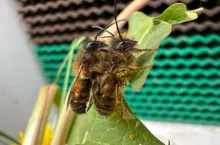 murarka ogrodowa podcast