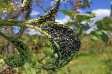 mszyca wiośniowo-przytuliowa