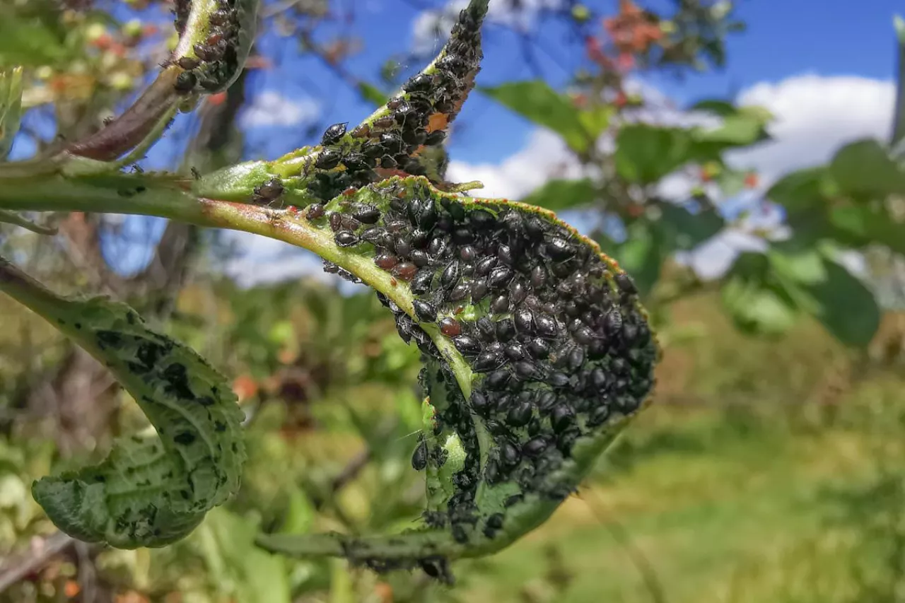 mszyca wiośniowo-przytuliowa