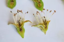 uszkodzenia przymrozek