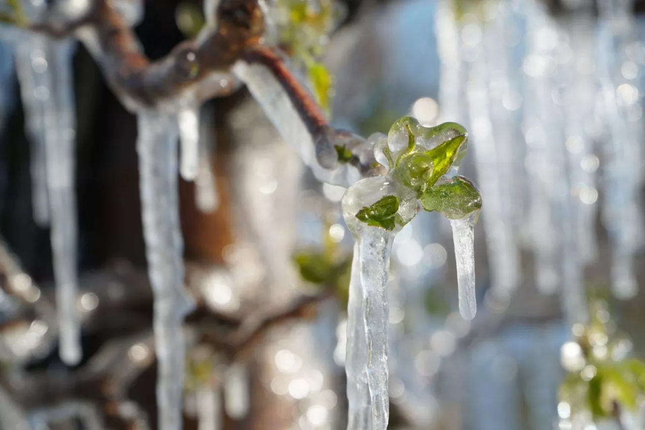 powrót przymrozków