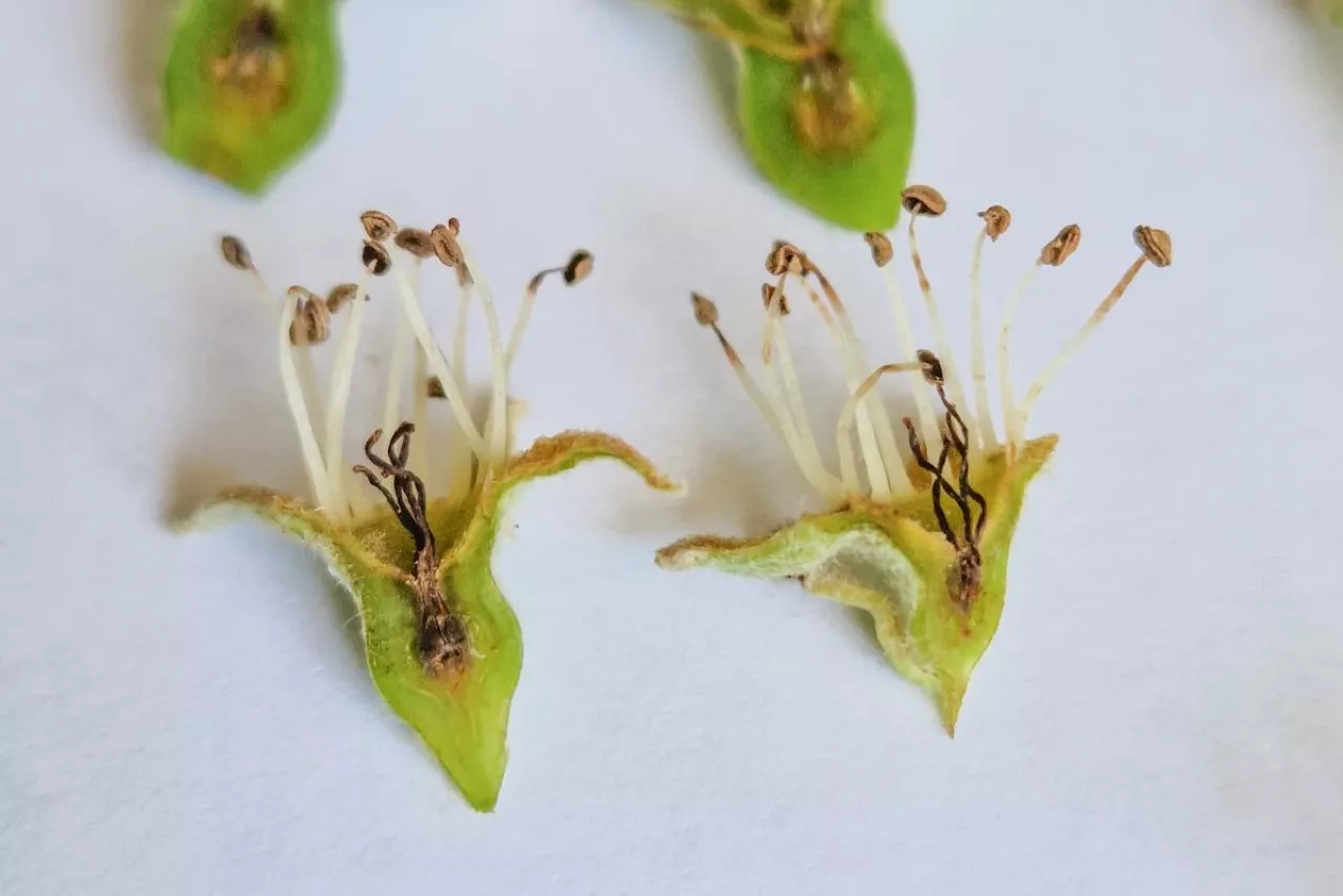 uszkodzenia przymrozek