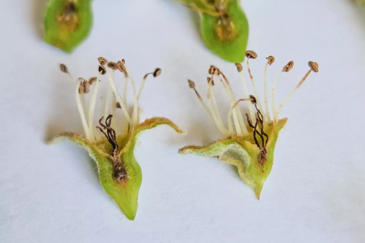 uszkodzenia przymrozek