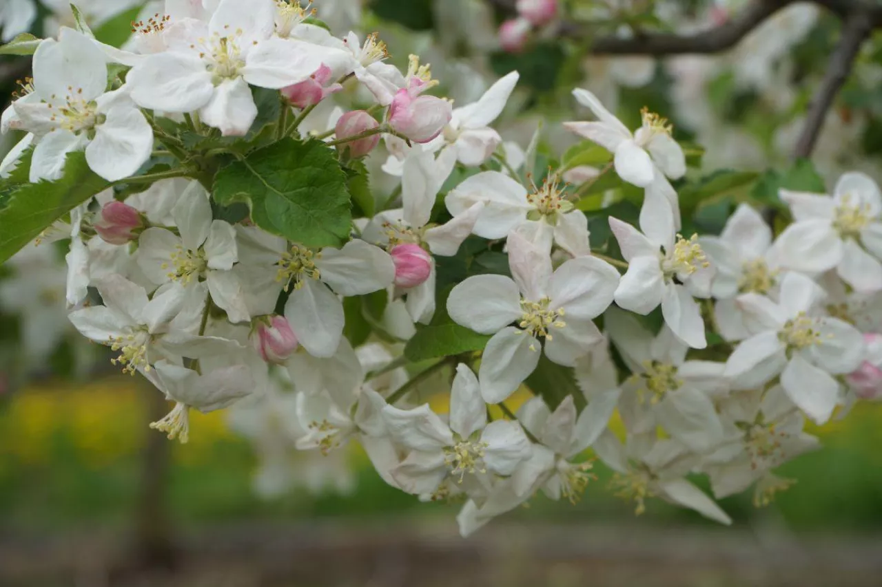 przymrozki gibereliny
