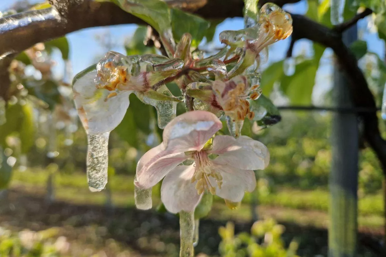 straty po przymrozkach