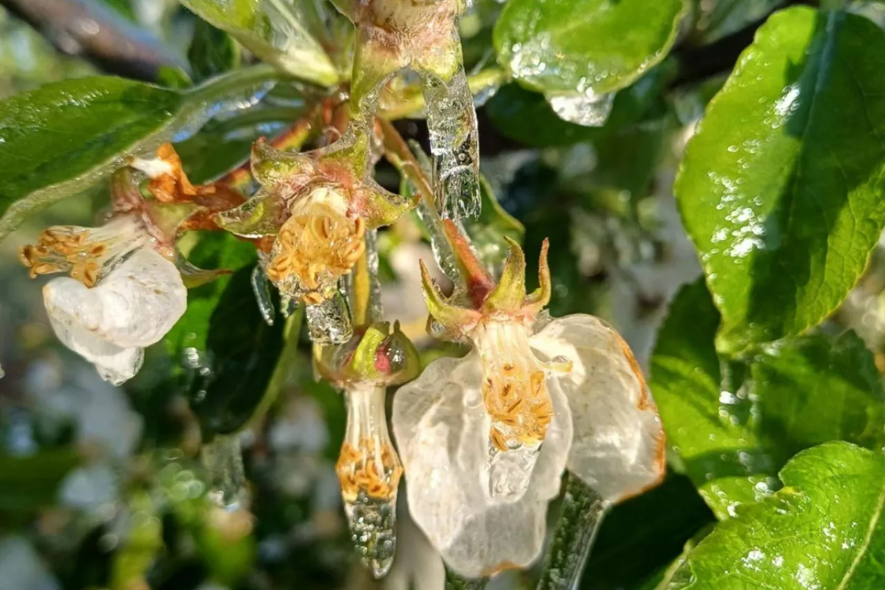 ostatnia noc z przymrozkiem