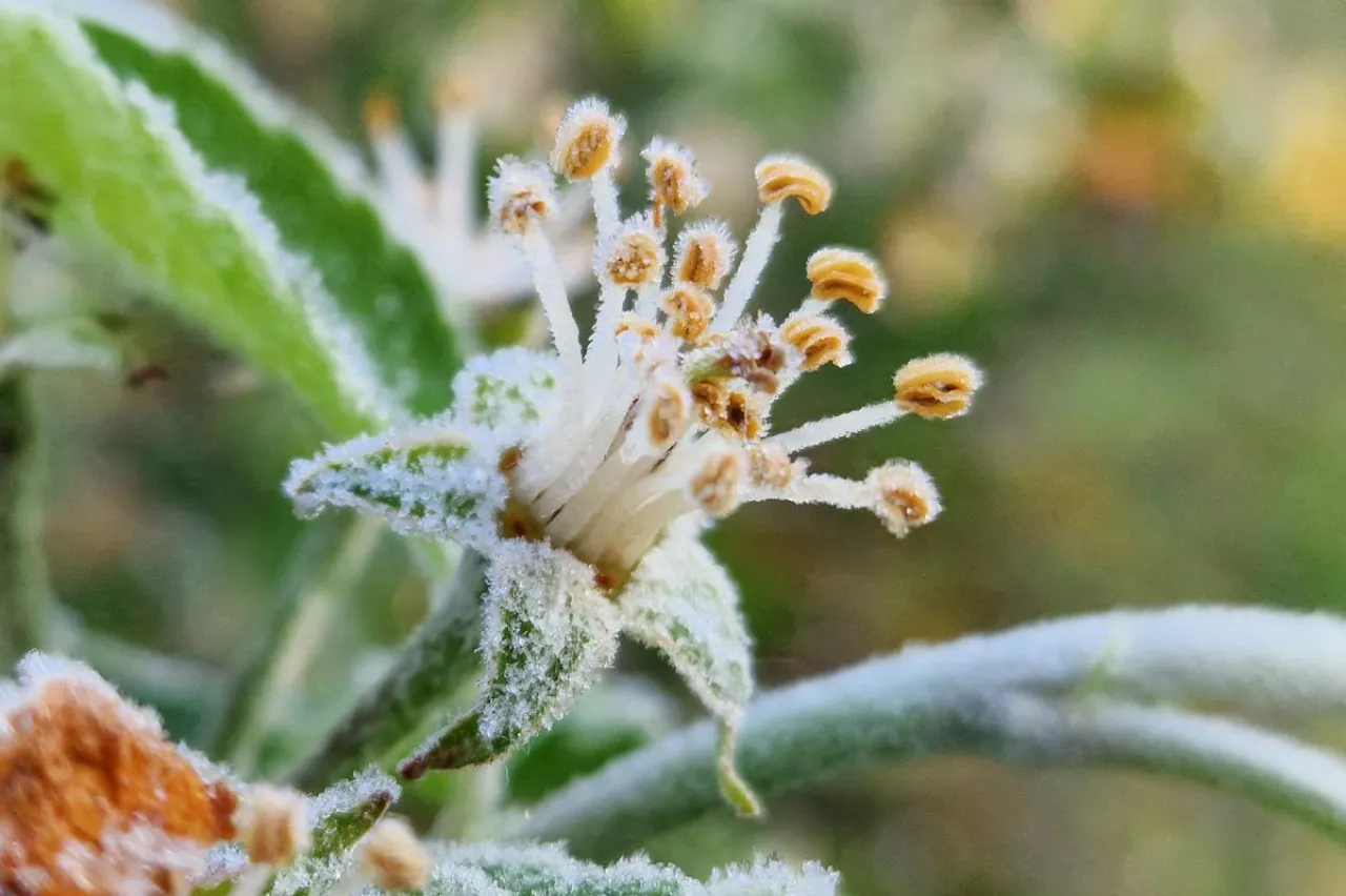przymrozek kwiat