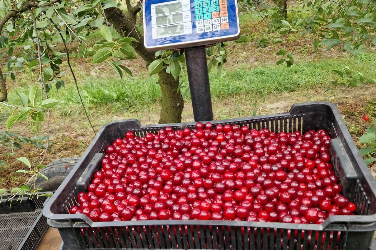 zbiór wiśni