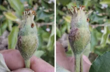 uszkodzenia zawiązków