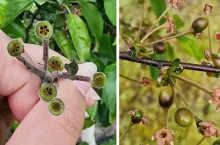 uszkodzone zawiązki