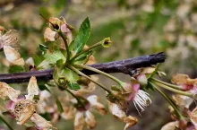 straty w sadach wiśniowych