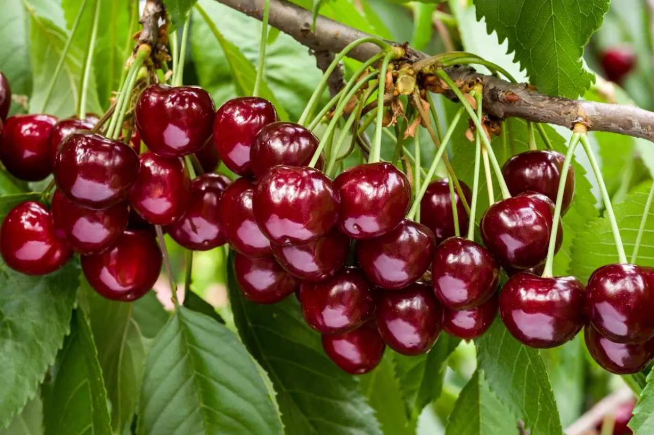 Great harvest of ripe red cherries on a tree branch. Selective focus.